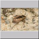 Hypera postica -  Ruesselkaefer 5-6mm 01.jpg